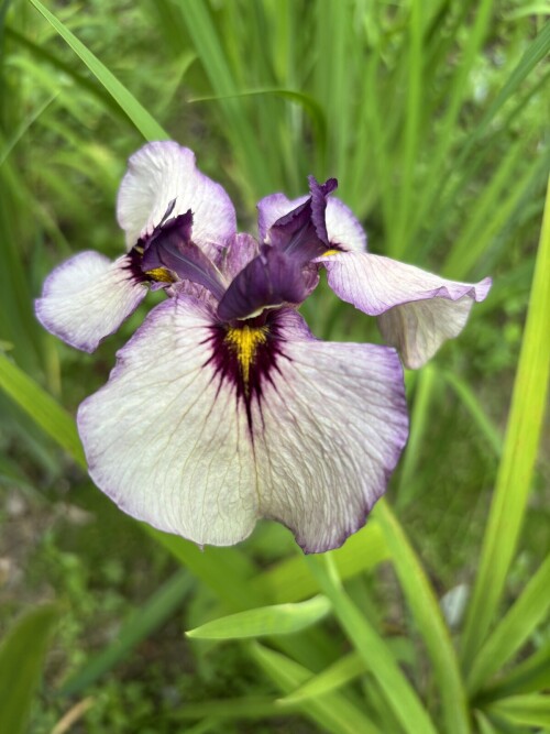 IRIS-PSEUDATA-Kurokava-Noh-5c9443a4f1990e25c.jpg