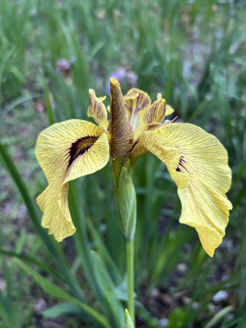 IRIS-PSEUDATA-Roryu-2fae452716a41de3b.jpg