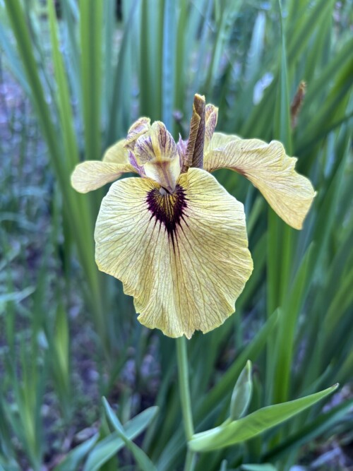 IRIS-PSEUDATA-Roryu-33238b521e9127489.jpg