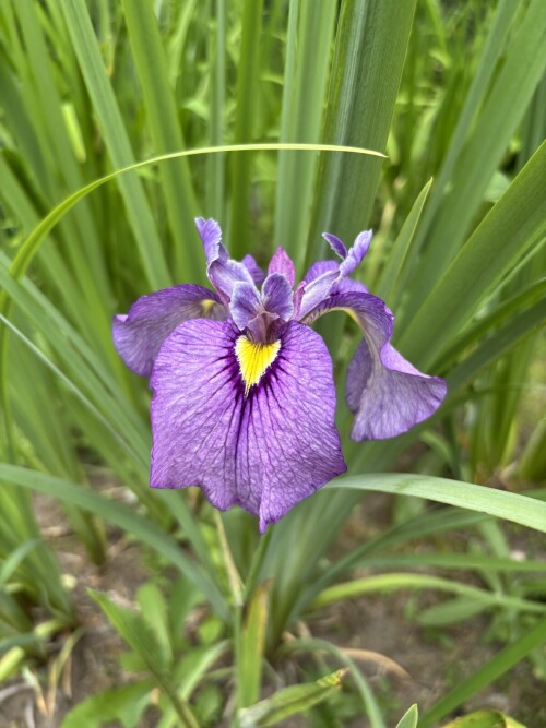 IRIS-PSEUDATA-Shiryukyo-38dd4a03533ec2433.jpg