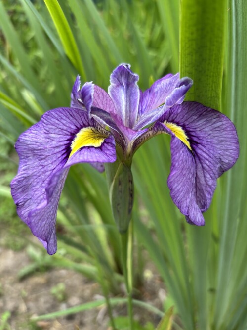 IRIS-PSEUDATA-Shiryukyoe405673e2ec137af.jpg