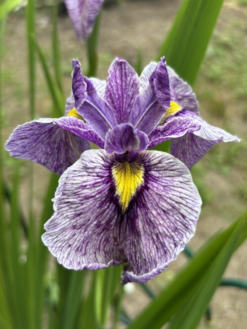 IRIS-PSEUDATA-Take-No-Sato-233759dcd4817161f.jpg