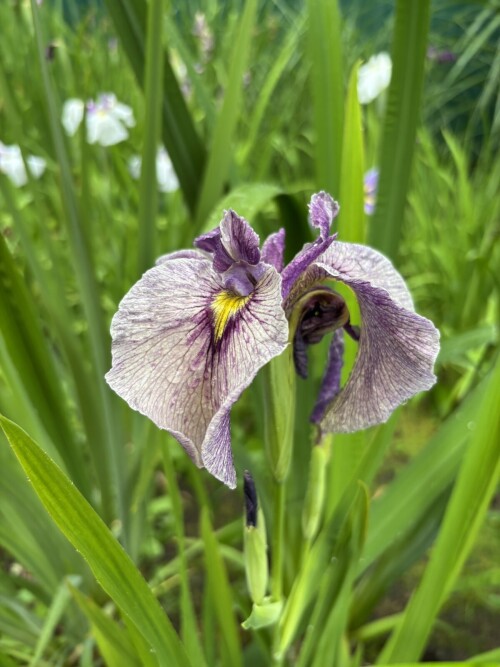 IRIS-PSEUDATA-Take-No-Sato-611ca7fe2d901247a.jpg