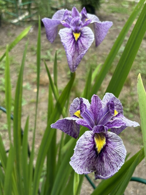 IRIS-PSEUDATA-Take-No-Satoa5f4b9146b9bf4cf.jpg