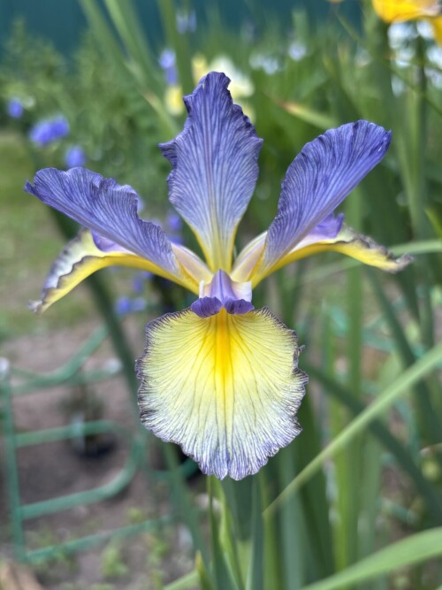 IRIS-SPURIA-Bay-Of-Silk-336a2342950277715.jpg