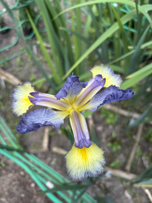 IRIS-SPURIA-Bay-Of-Silk-509e9c73027b2f7f7.jpg