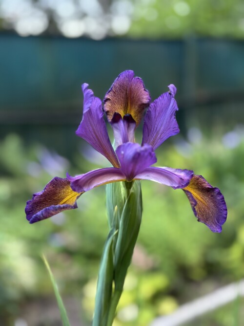 IRIS-SPURIA-Duerme-22d21923bc23074f0.jpg