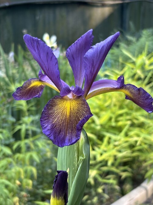 IRIS-SPURIA-Duerme-7b00d80121f6213ef.jpg