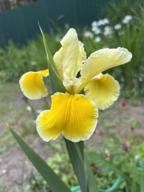 IRIS-SPURIA-Missouri-Moonlight-285ad0b0f7219e314.jpg