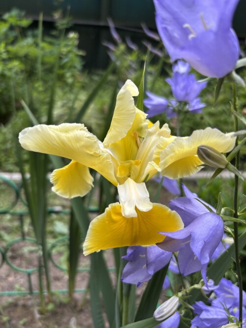 IRIS-SPURIA-Missouri-Moonlight6526e88d51dffafb.jpg