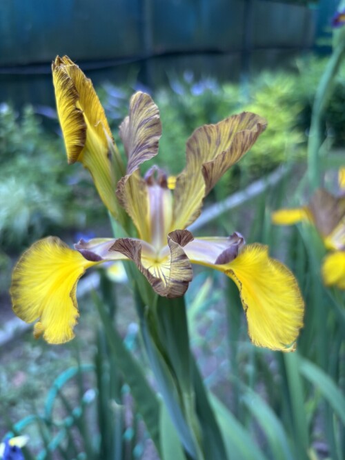 IRIS-SPURIA-Spiced-Tea-6ca91b0623be5ce5c.jpg