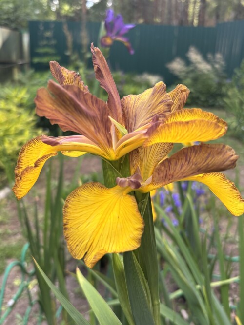 IRIS-SPURIA-Spiced-Tea426d0cb47a728082.jpg