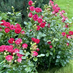 IMG_274562b1aa04e99bc050