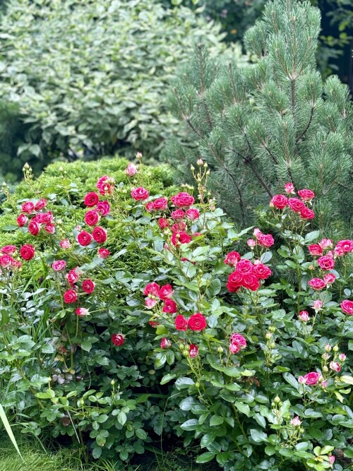 IMG_2755e15df36027f72b01.jpg