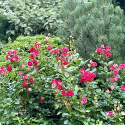 IMG_2755e15df36027f72b01