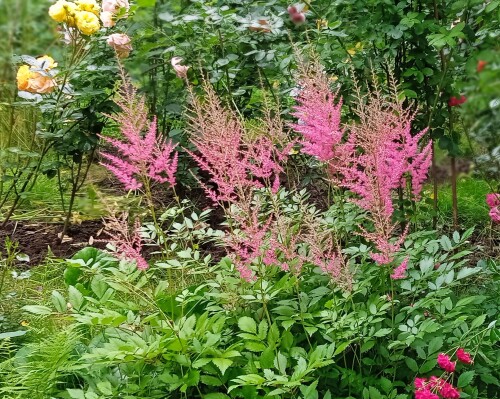 astilbe-pink-juld8b12051bb788a95.jpg