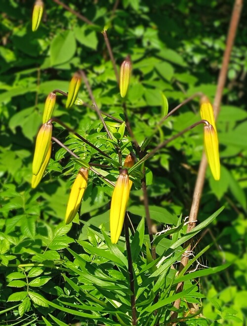 lily-yellow-15-7b1fde2f4538012e1.jpg