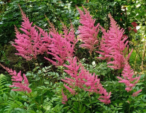 pink-astilbe-15-77ca11039a3020d7b.jpg