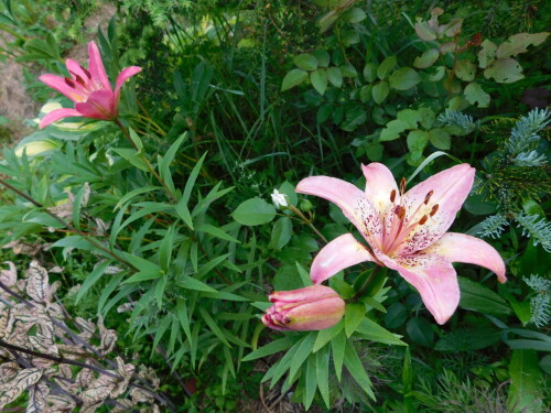 DSCN5023c1c55762814445d5.jpg