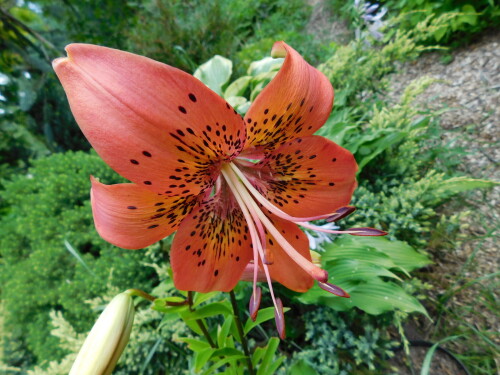 DSCN55478fb9a3e6019a20a4.jpg
