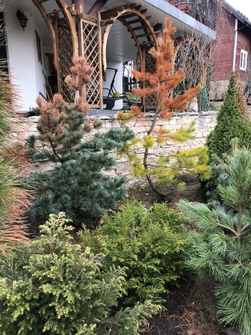   Bonsai   Anna Aurea 