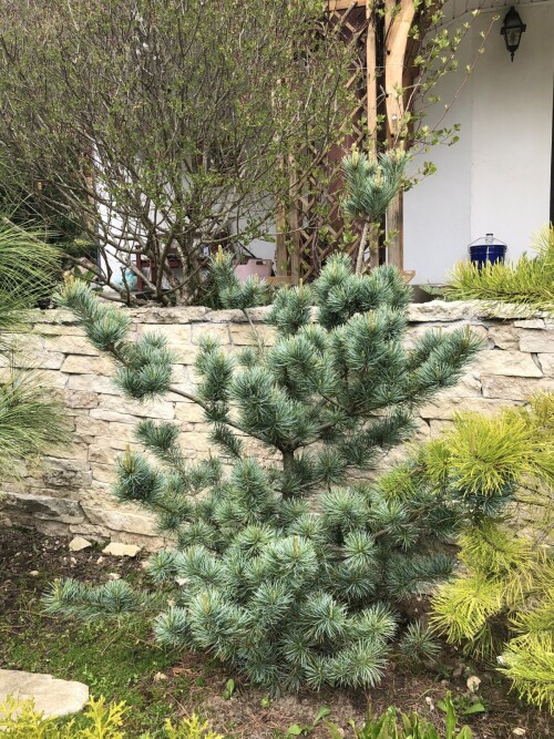   Bonsai