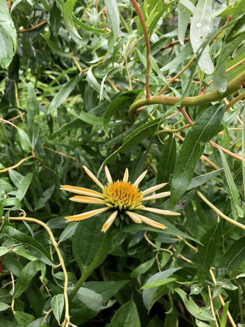  Eccentric Yellow