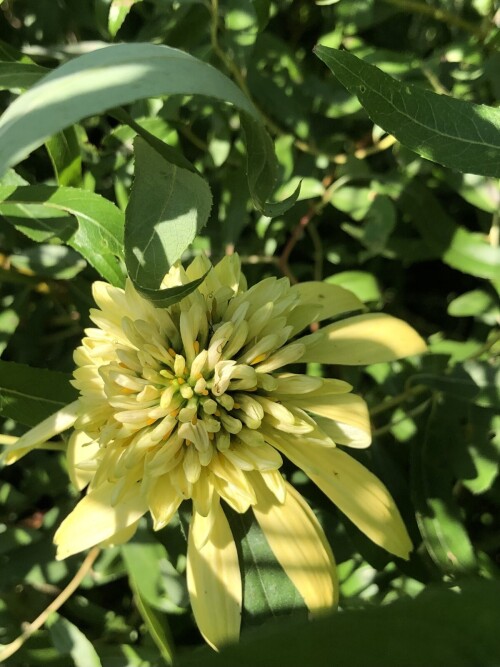  Eccentric Yellow