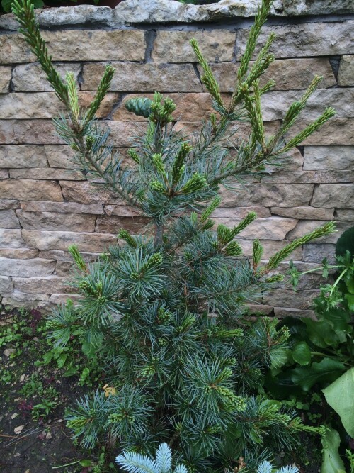   Bonsai
