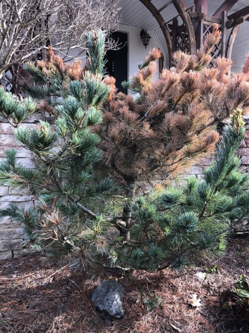   Bonsai 