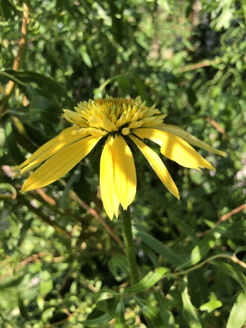  Eccentric Yellow
