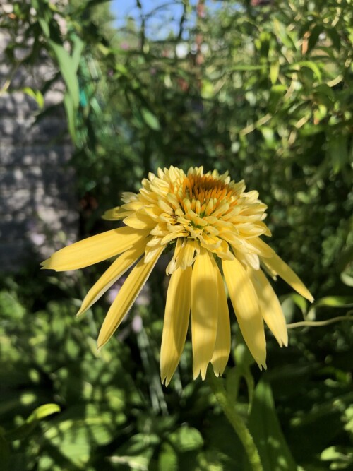  Eccentric Yellow