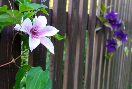 ZABORea39a85f2e0532ee.jpg