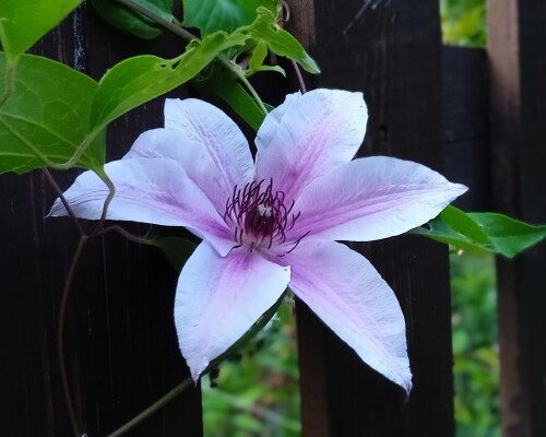 blue-seedling-16-julce975a5c34906480.jpg