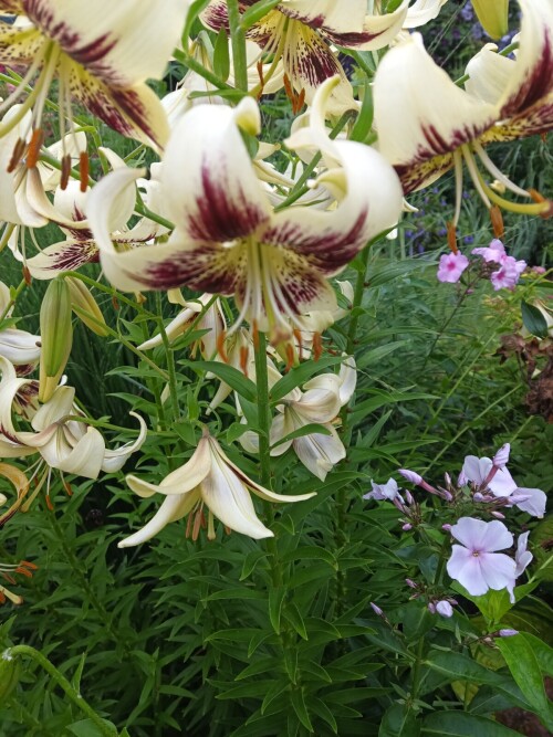 IMG_20260714_074758_598ee806b266b283903.jpg