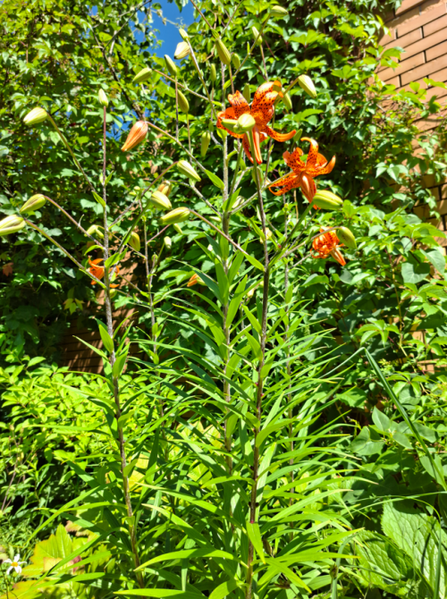 LILIY-TIGR18b5f1f53380a4e42.png