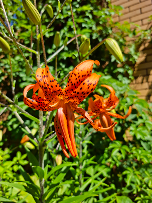LILIY-TIGROVbb7e6ea5ac60a0f4.png