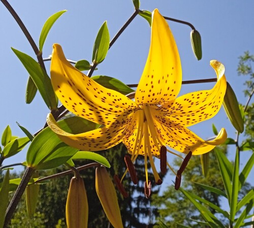 lily 2 18 jul