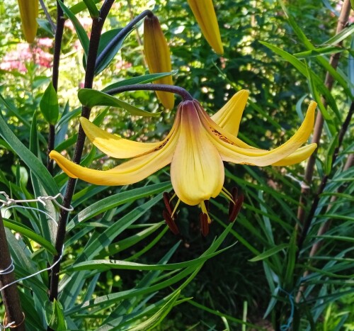 spices-lily-18-jul610866b7af207708.jpg