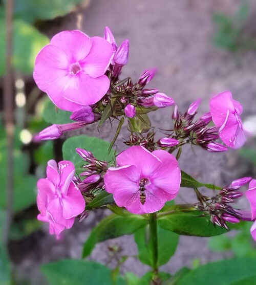 pink-seedling-19-juld483c774f27d42be.jpg