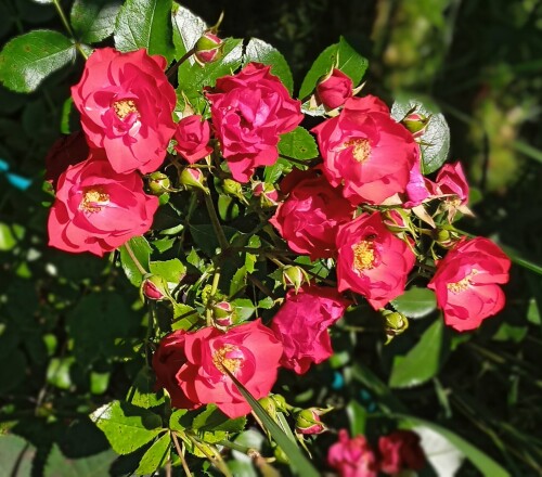 red-seedling-juld95675ee42c59b95.jpg