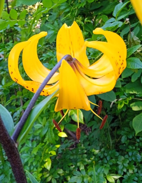 yellow-lily-19-7886f6078206bc21c.jpg