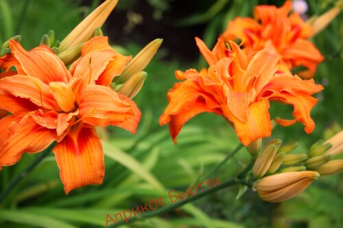IMG_1088a3588eb7193fd8f3.jpg