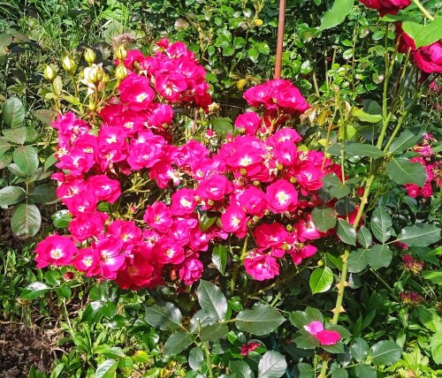 Red-Medley-20-jul2d2ff29a665ce1ec.jpg