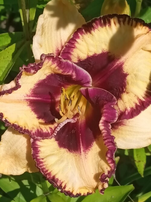 Tiger-Blood5e42dee03454a01b.jpg
