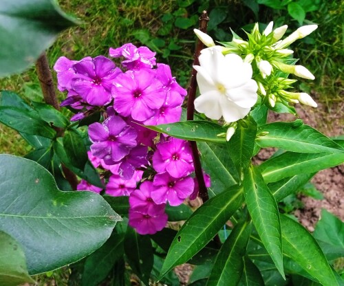 new-white-phlox-20-jul69b9cdb80d852530.jpg