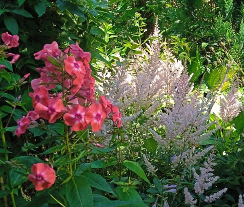 soft-pink-astilbe-18-768bba43616ff14d5.jpg