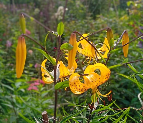 yellow-lily-20-juld0c39bb6c88c2a25.jpg
