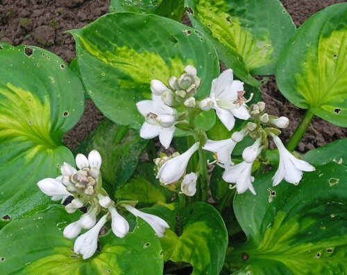 white-hosta-21-705e0c6eed6eea89a.jpg