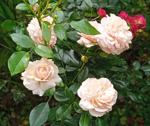 Joie-a-23-juleec30257bd2d0ea7.jpg